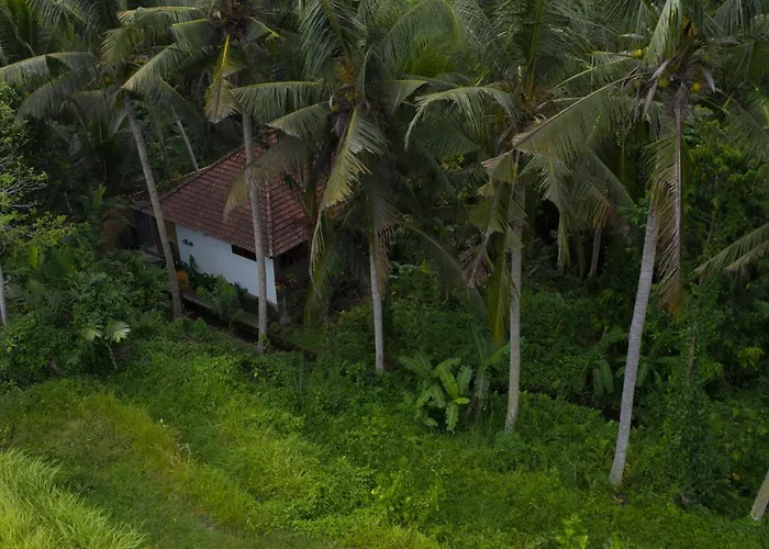 Jungle Paradise * 乌布